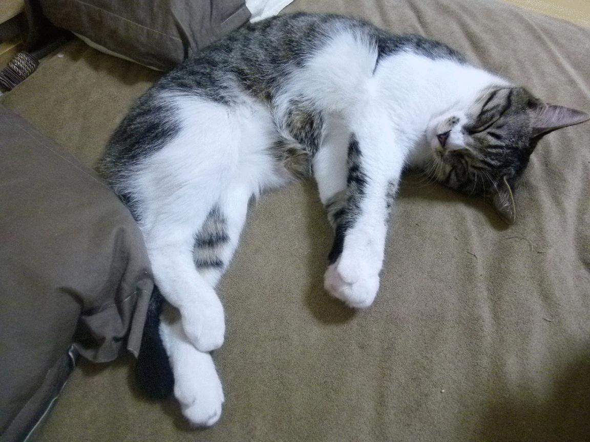 NBA赛季得分王排行榜，nba赛季得分王排行榜最新