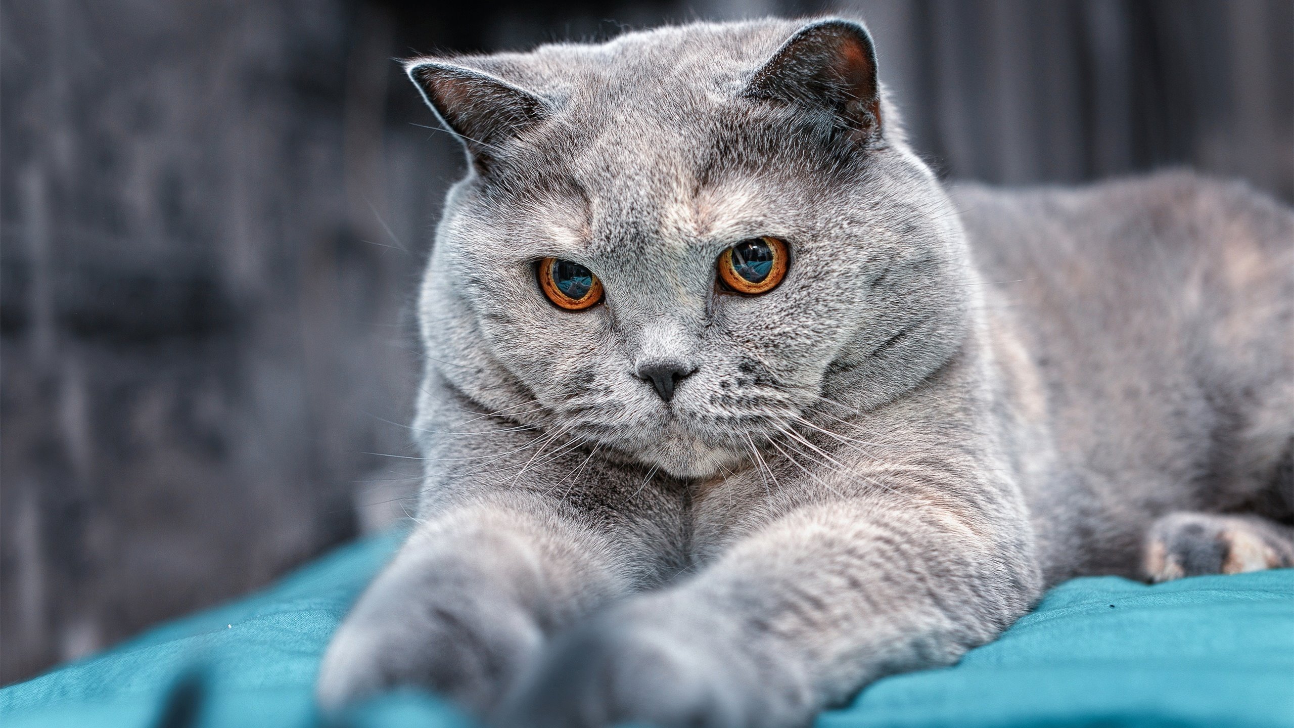 中超球员年度平均触球次数排行,中超球员的平均年薪