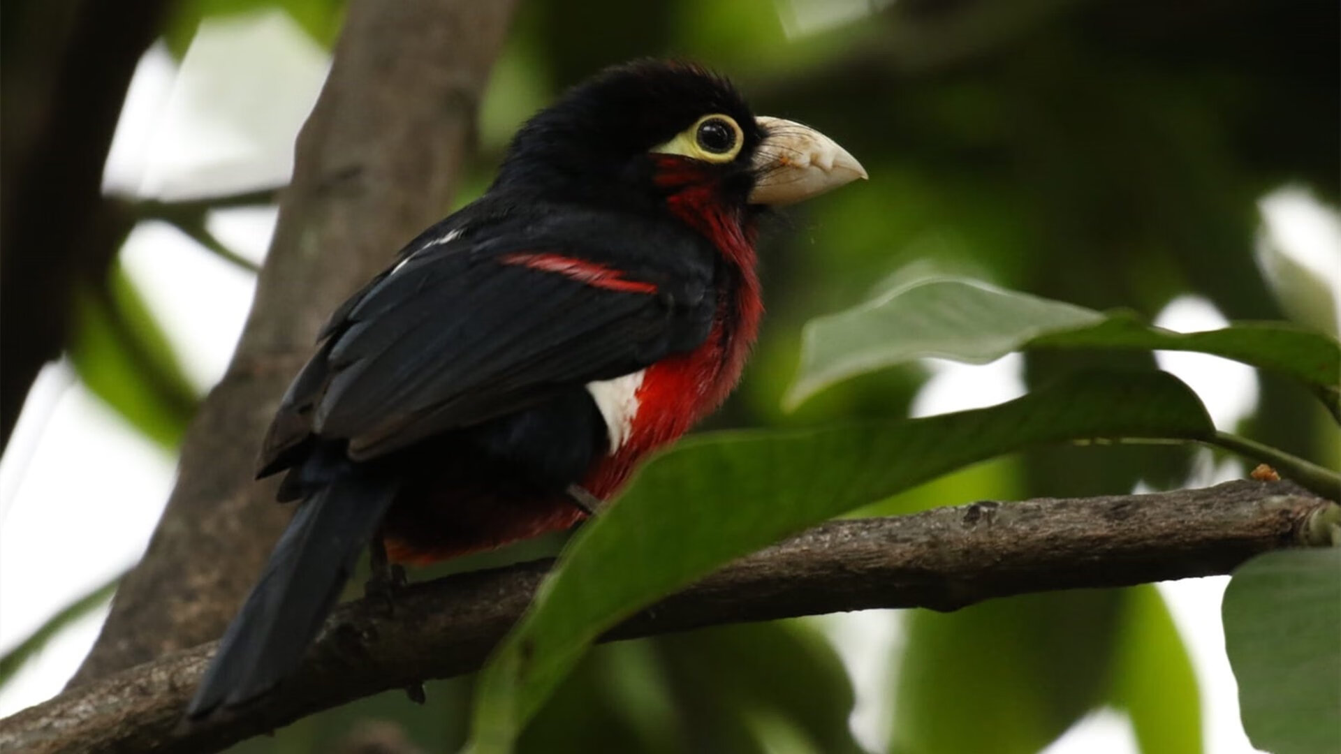 中国篮球职业联赛风险管理及应急预案研究，中国篮球协会审定的最新《篮球竞赛规则》
