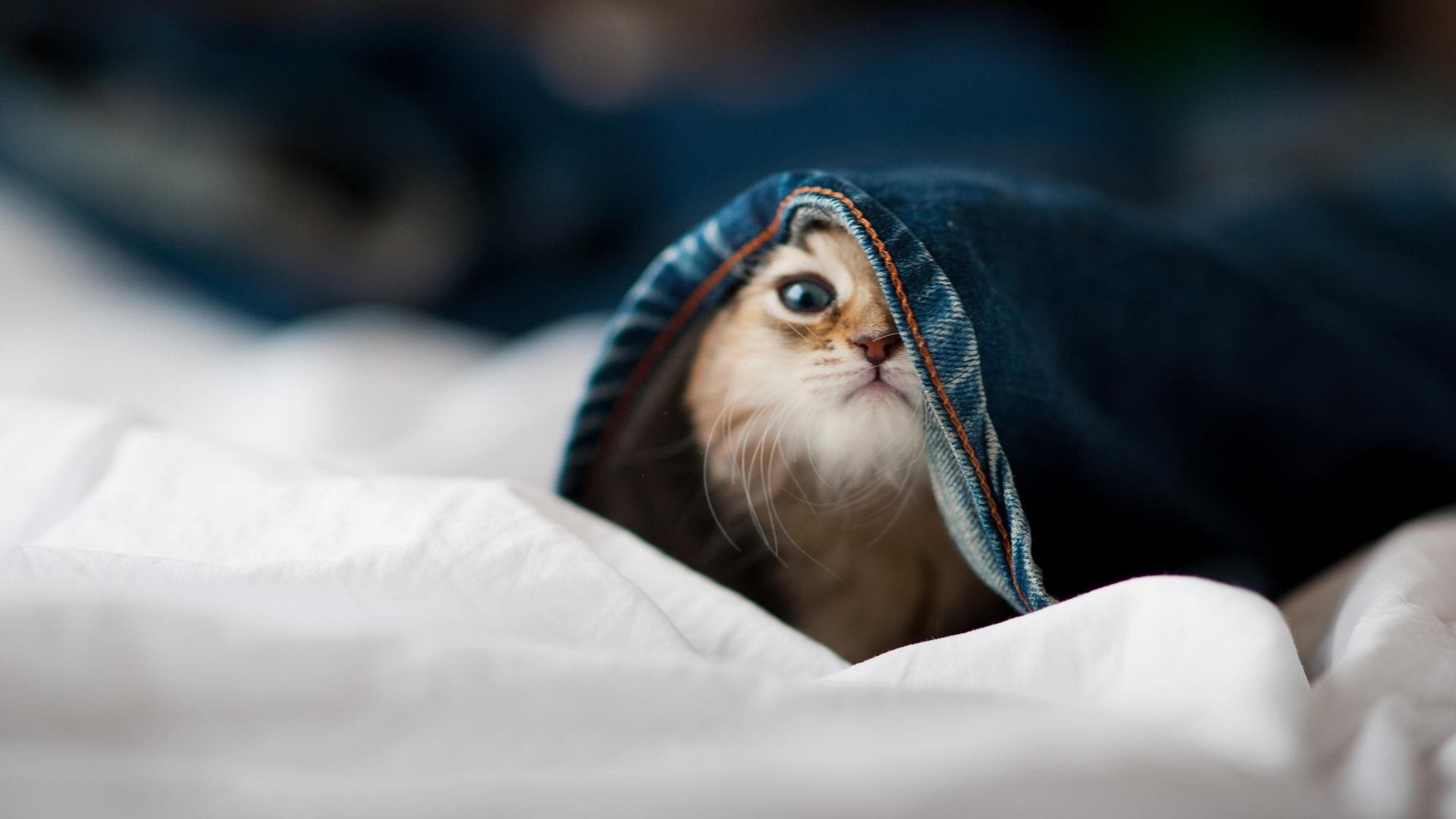 米兰体育在线-中国篮球青训体系教练员培训机制研究，中国篮协篮球教练员培训班